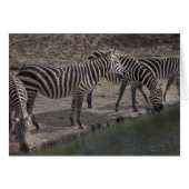 Zebras (Front Horizontal)