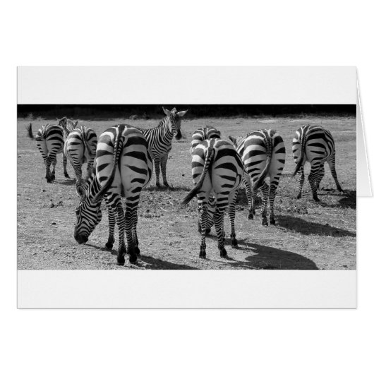 Zebras (Front Horizontal)