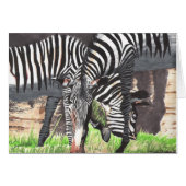 Zebras (Front Horizontal)