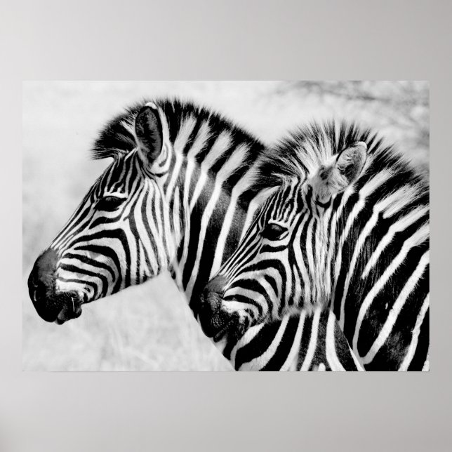 Zebras Animals Wildlife Black and White Poster (Front)