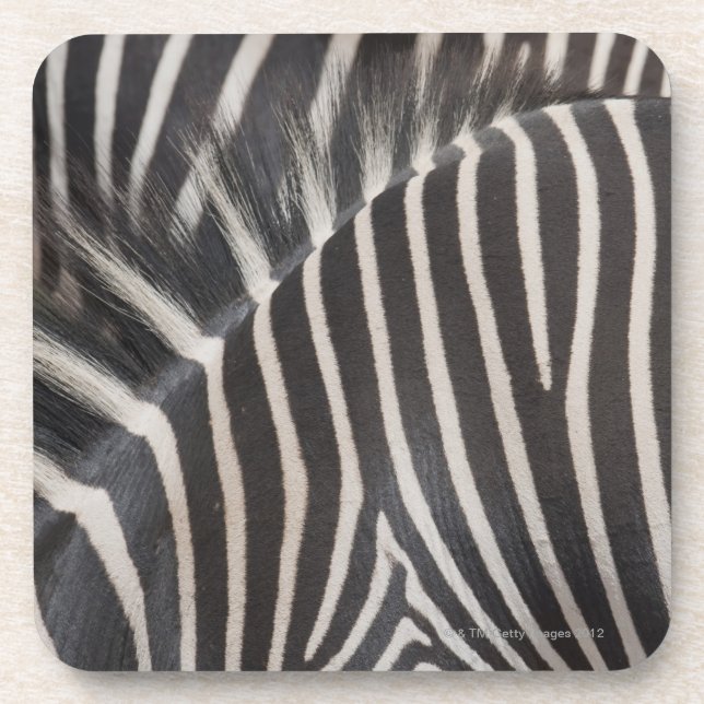 Zebras Beverage Coaster (Front)