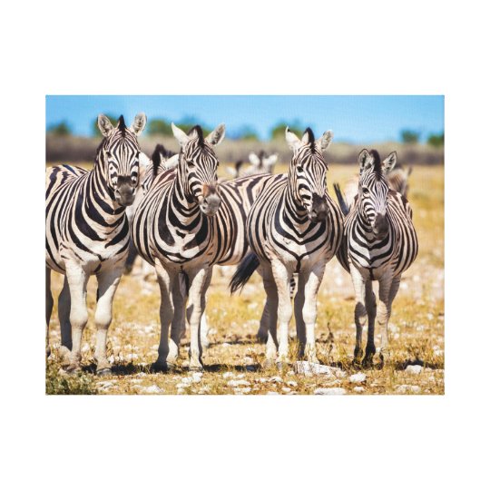 Zebras Canvas Print | Zazzle.com