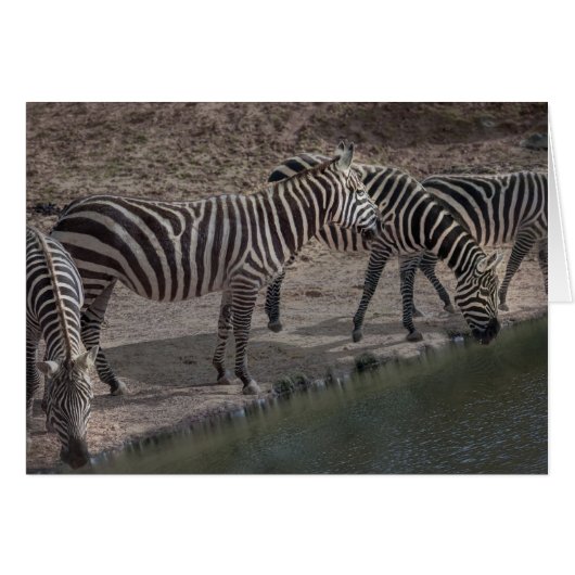 Zebras Cards (Front Horizontal)