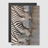 Zebras drinking (Front/Back)