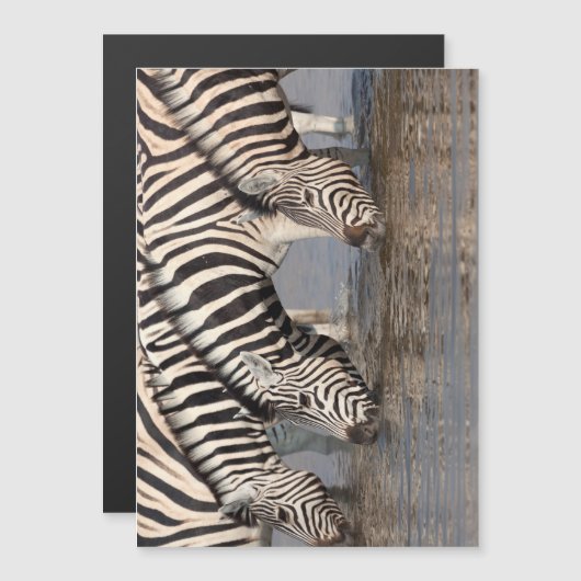 Zebras drinking (Front/Back)