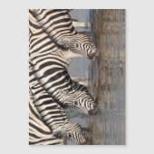 Zebras drinking (Front)