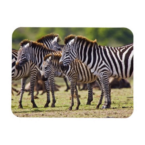 Zebras herding in the fields of the Maasai Mara Magnet