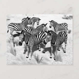 Zebras in Black and White Postcard