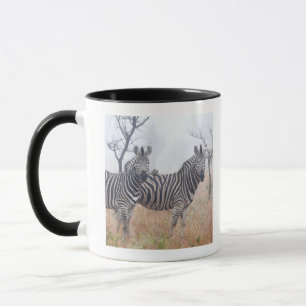 Zebras in early morning dust, Kruger National Mug