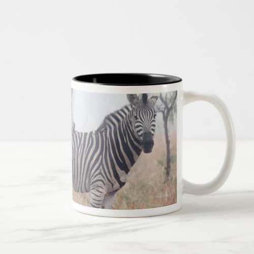 Zebras in early morning dust Kruger National Two_Tone Coffee Mug