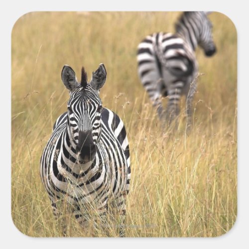 Zebras in tall grass square sticker