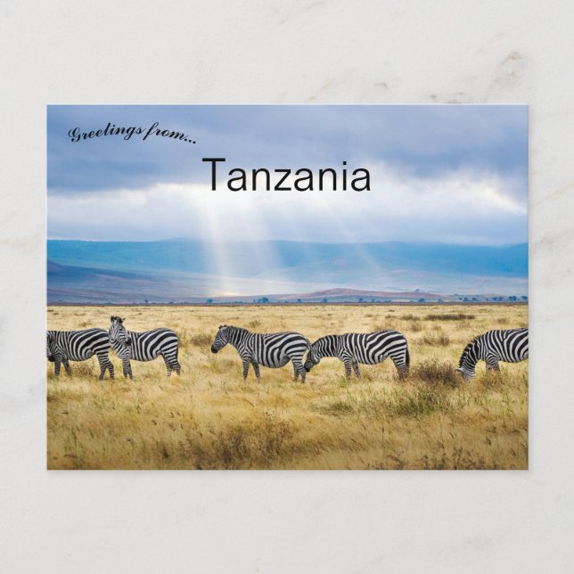 Zebras in Tanzania  Postcard (Front)