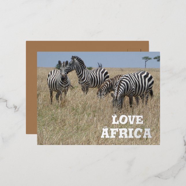Zebra's in the Wild Foil Holiday Post Card (Front/Back)