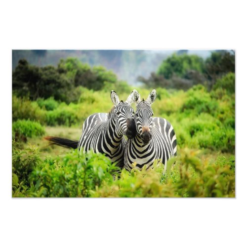 Zebras in the wild photo print