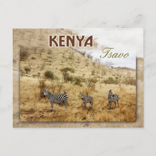Zebras in Tsavo Kenya Postcard