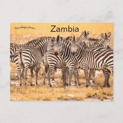 Zebras in Zambia Postcard