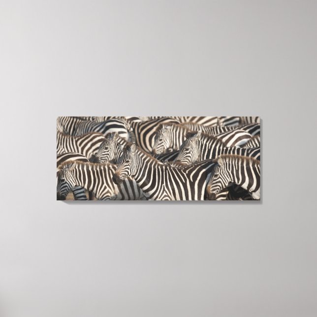 Zebras, Kenya, Africa Canvas Print (Front)