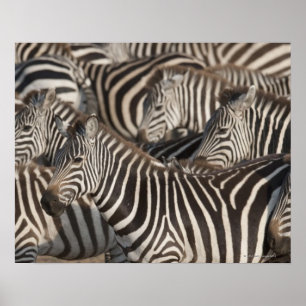 Zebras, Kenya, Africa Poster