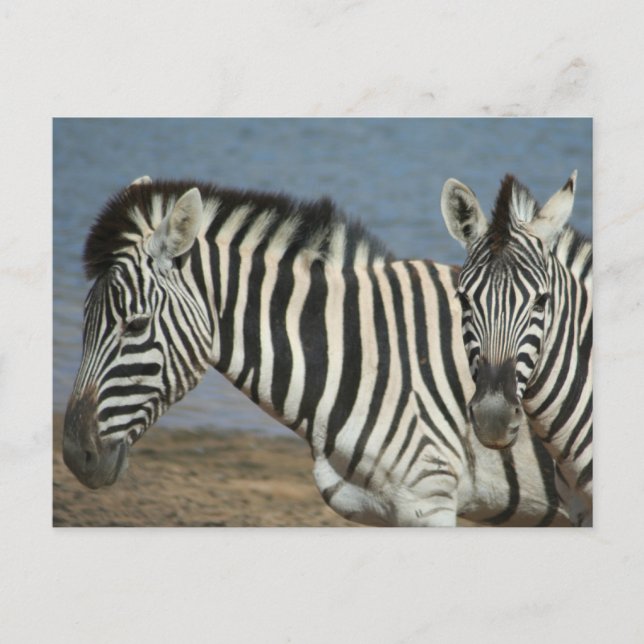 Zebras Looking at Camera on Safari Postcard (Front)