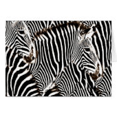 Zebras love_ (Front Horizontal)