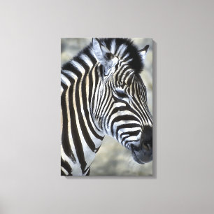 Zebras Lovers Art Canvas Print