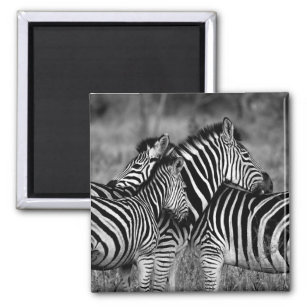 Zebras Magnet
