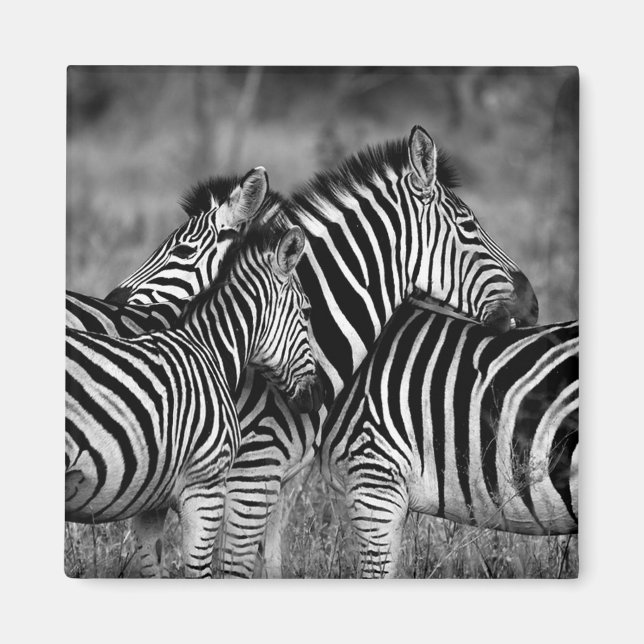 Zebras Magnet (Front)