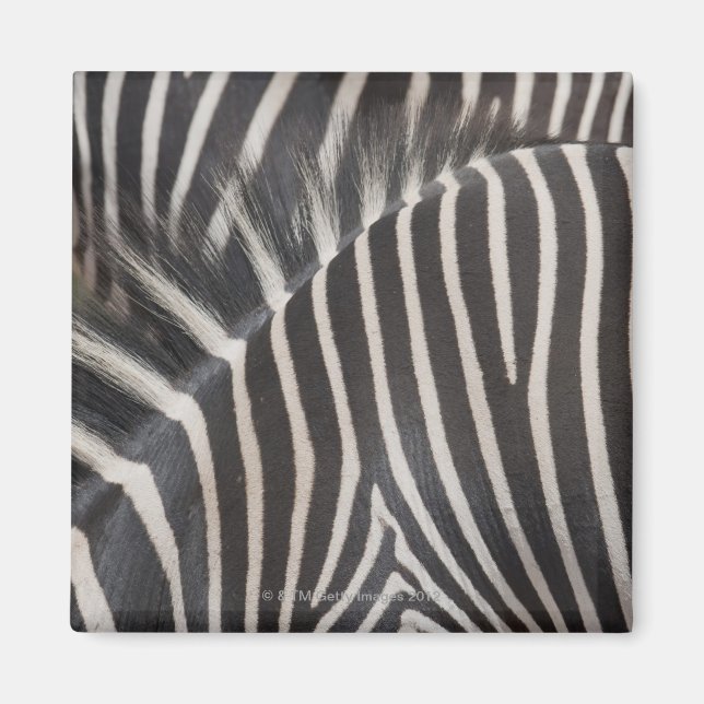 Zebras Magnet (Front)