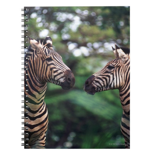 zebras notebook (Front)