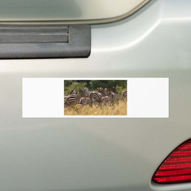 Zebras on the Move: A Journey of a Thousand Miles Bumper Sticker (On Car)