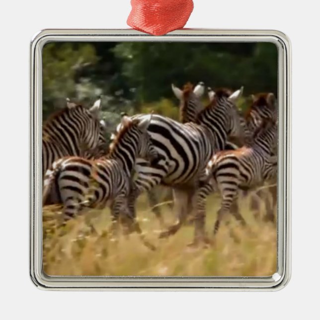 Zebras on the Move: A Journey of a Thousand Miles Metal Ornament (Front)