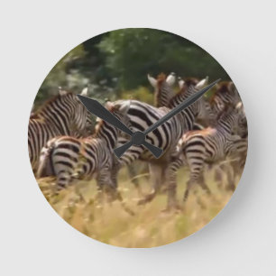 Zebras on the Move: A Journey of a Thousand Miles Round Clock