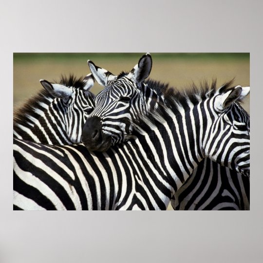 Zebras pack together in a field poster | Zazzle.com