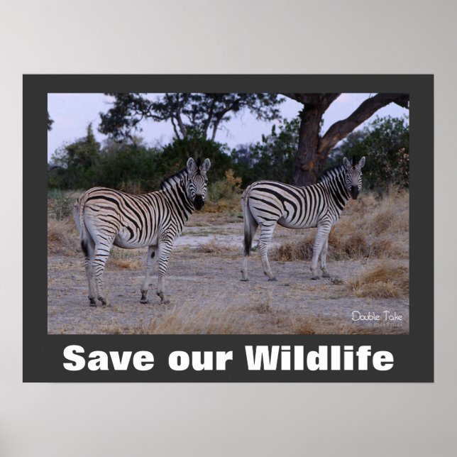 Zebras Photo Save Our Wildlife Poster (Front)