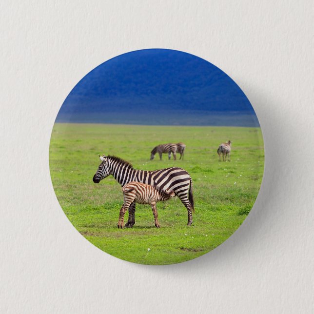 Zebras Pinback Button (Front)