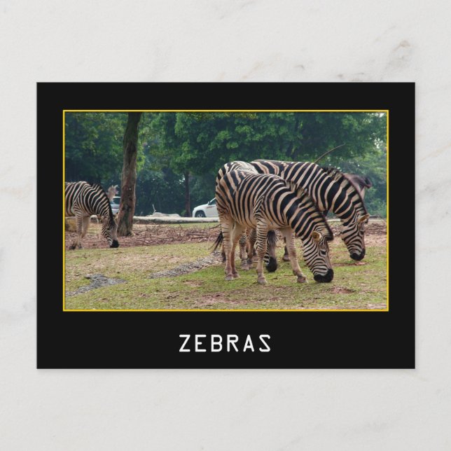 Zebras Postcard (Front)