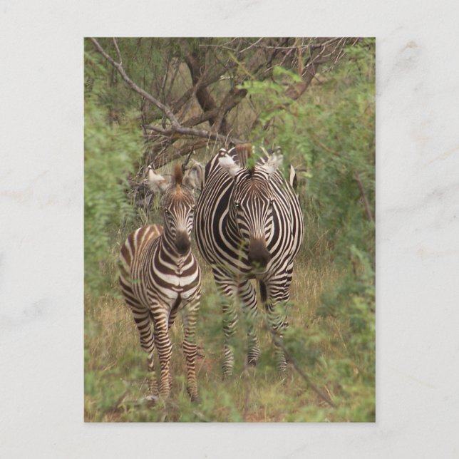 Zebras Postcard (Front)