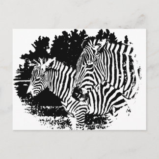 zebras postcard
