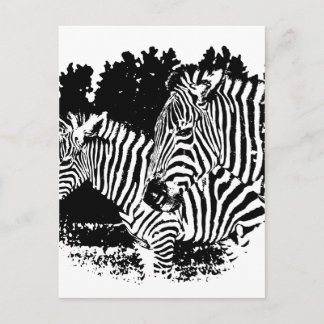 zebras postcard