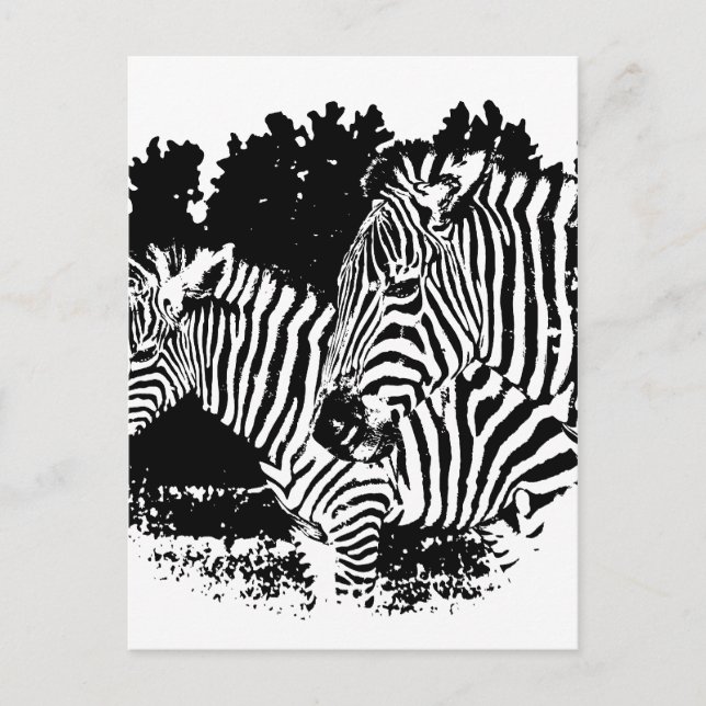 zebras postcard (Front)