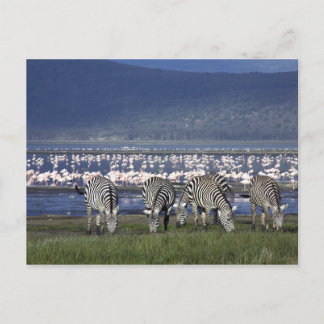 Zebras Postcard