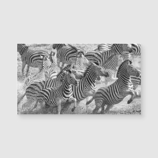 Zebras running (Front)