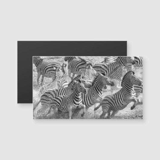 Zebras running (Front/Back)