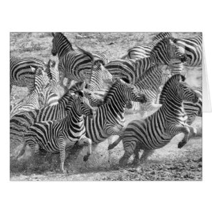Zebras running cards