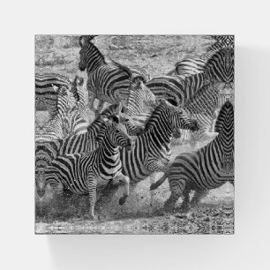 Zebras running paperweight