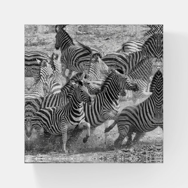 Zebras running paperweight (Front)
