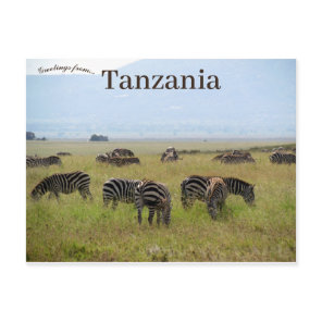 Zebras Serengeti National Park Safari Tanzania Postcard