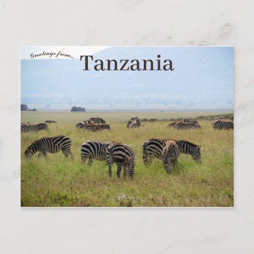 Zebras Serengeti National Park Safari Tanzania Postcard