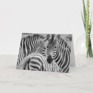 Zebras, South Africa Holiday Card