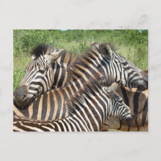 Zebras South Africa Postcard